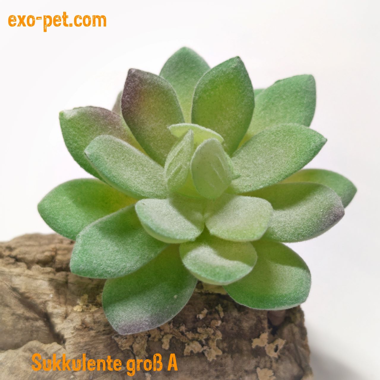 Kunstpflanze Typ Sukkulente | exo-pet versch. Farben XS