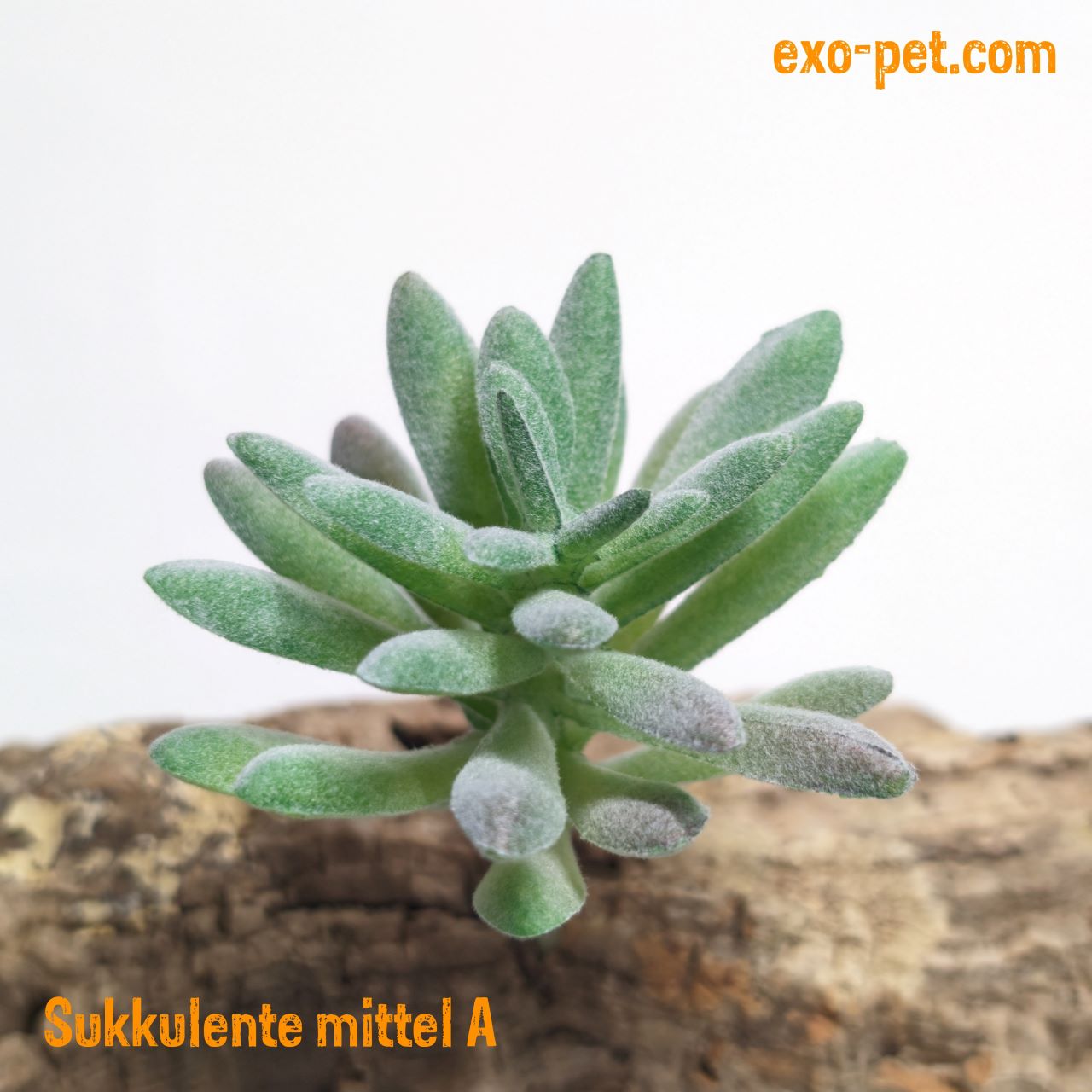 Kunstpflanze Typ Sukkulente exo-pet | versch. XS, Farben